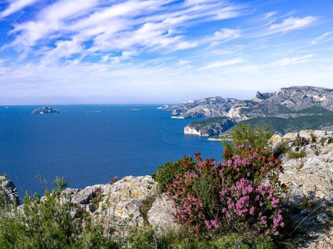 Fleurs de bruyère, face au Massif des Calanques