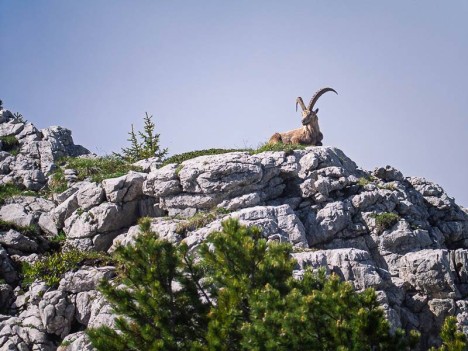 La veille du bouquetin