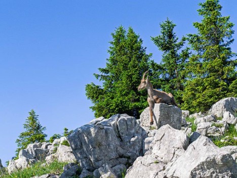 Le repos du bouquetin