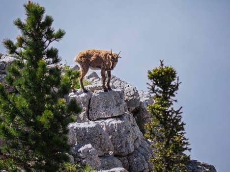 Belle étagne perchée