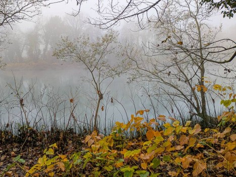 Couleurs d'automne sur fond de brouillard