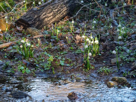 Nivéole de printemps
