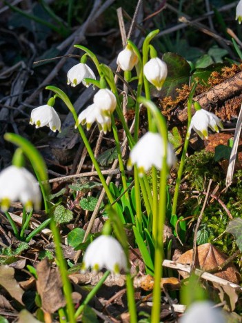 Nivéole de printemps