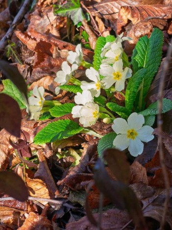 Primevères communes
