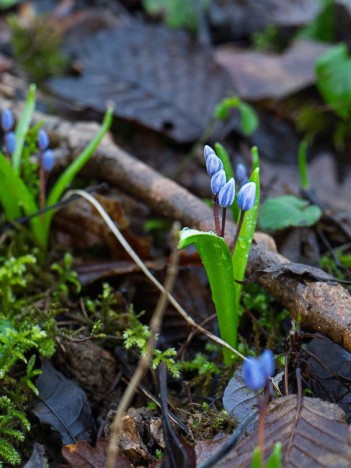 Scille à deux feuilles