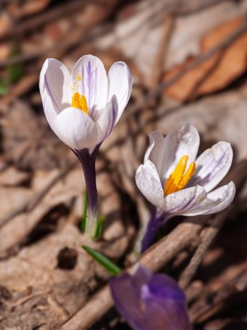 Crocus à fleur blanche