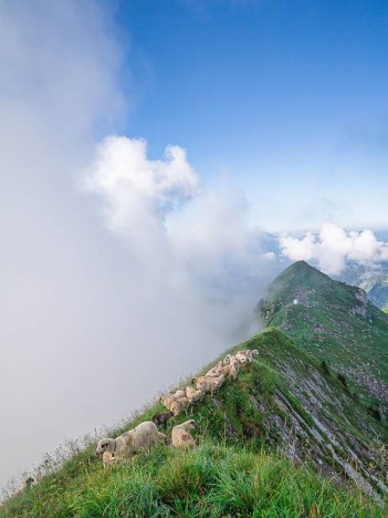 Les moutons de la Pointe d'Angolon
