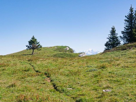 Arbre taillé et Mont Blanc