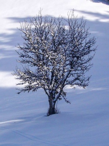 Arbre isolé dans la neige