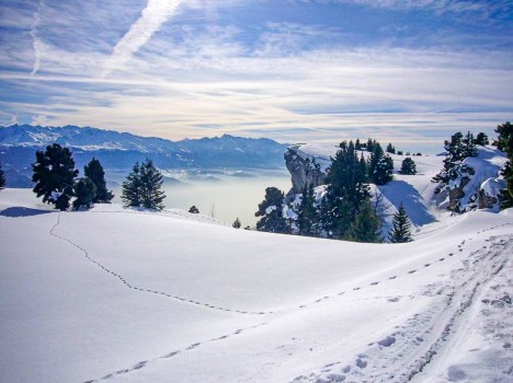 Des traces de chamois