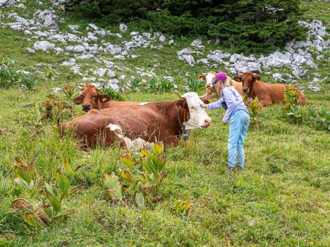 Léna rencontre les vaches du Charmant Som