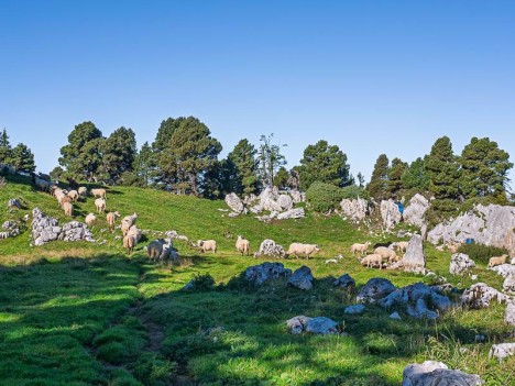Moutons de la Rousse