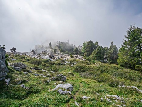 Les Pins brûlés