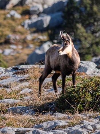 Chamois (Chèvre)