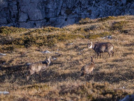 Trois Chamois