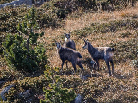 Chamois