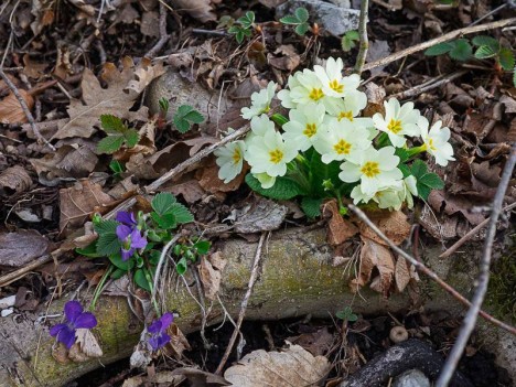 Primevères communes et Violettes des Bois