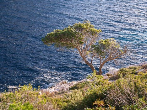 Pin isolé en rive droite de la calanque de Morgiou