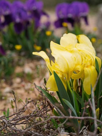 Iris nain du Col Ricard