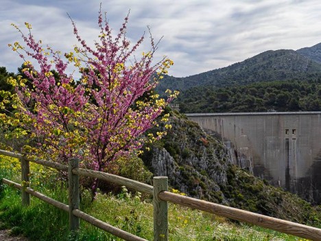 Le Barrage du Bimont, un arbre de Judée en fleurs