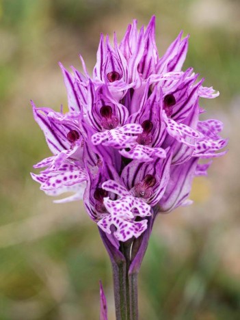 Orchis à trois dents