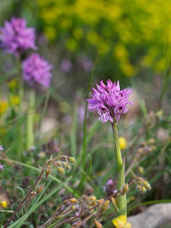 Orchis à trois dents