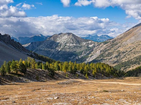 Les mélèzes du Vallon Albert