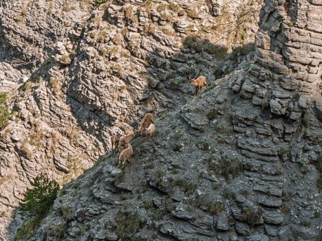 Des bouquetins jouent sous le Pas de l'Aiguille