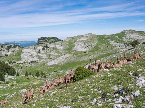 Bouquetins des Alpes en groupe