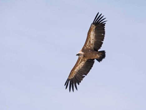 Vautour fauve