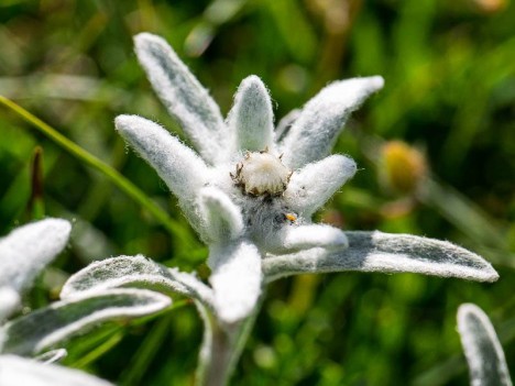 Edelweiss