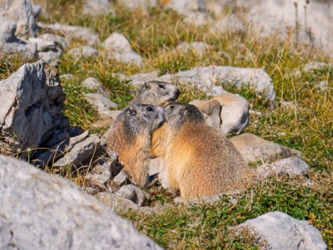 Bisous de marmotte