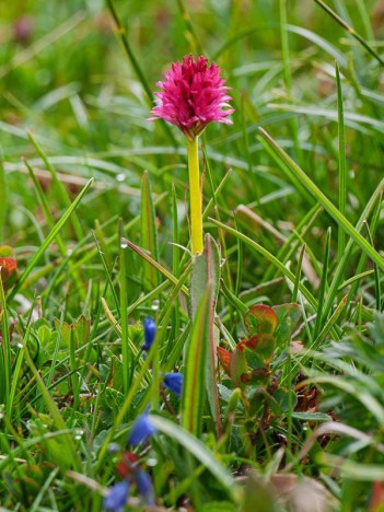 Nigritelle d'Autriche, gymnadenia austriaca