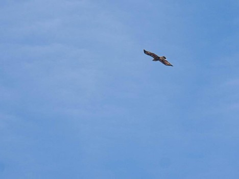 Vol plané d'un Vautour fauve