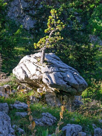 Bonsaï de pin à crochet