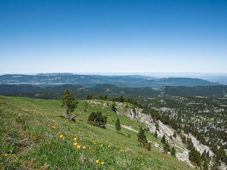 Des Trolles d'Europe sur la croupe 1900