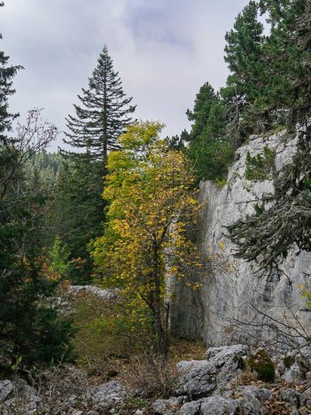 Descente de la Draye des Bergers