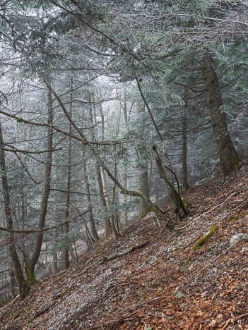 Givre dans la Forêt de Clelles
