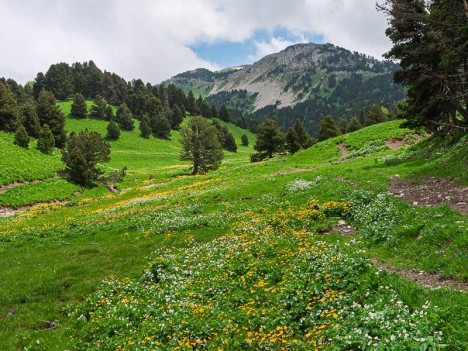La Tête Chevalière fleurie