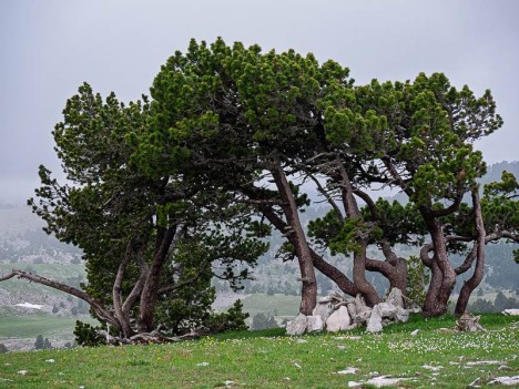 Pins à crochet de la Tête Chevalière
