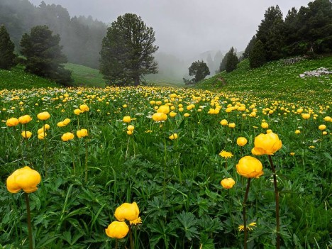 Les Trolles et les Narcisses de la Combe Chevalière
